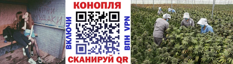 Канабис Bruce Banner  как найти наркотики  Кисловодск 
